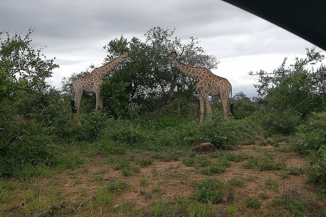 Johannesburg Private 2-Day Pilanesberg Safari  - Pretoria - Booking Process