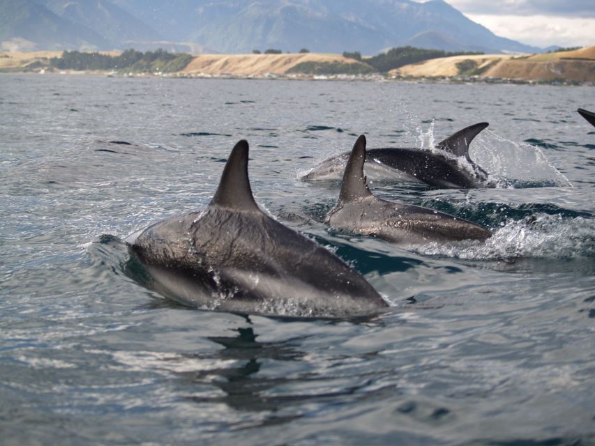 Kaikoura: Half-Day Wildlife Kayaking Tour - Customer Feedback and Ratings