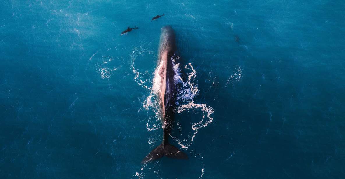 Kaikoura: Premium Whale Watching Flight - Last Words