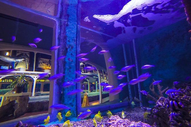 Key West Aquarium Admission Ticket - Visitor Reviews and Testimonials