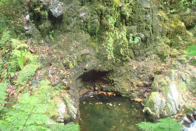 Kings Levada Walk Sao Jorge Native Forest - Common questions