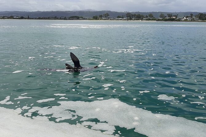 Knysna Lagoon Boat Cruises - Departure Details