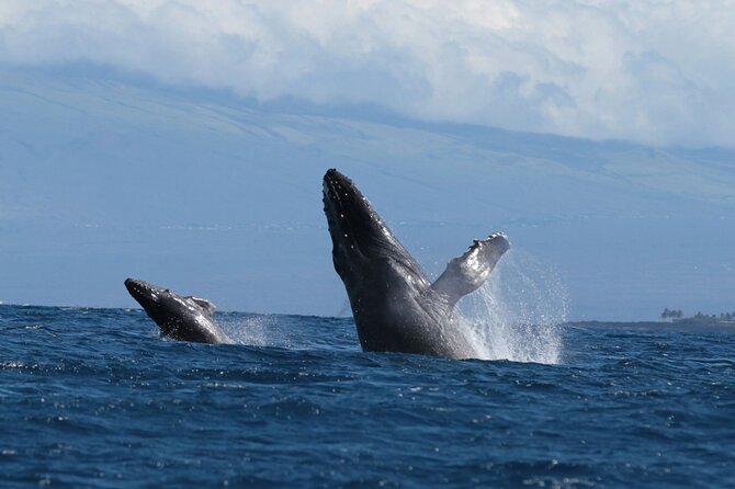 Kona Coast Humpback Whale-Watching Cruise  - Big Island of Hawaii - Logistics and Cancellation Policy