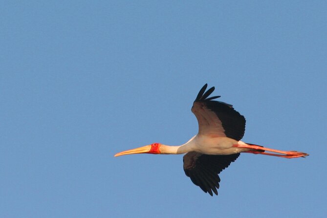 Kruger National Park in a Open Safari Vehicle - Full Day - Customer Reviews and Testimonials