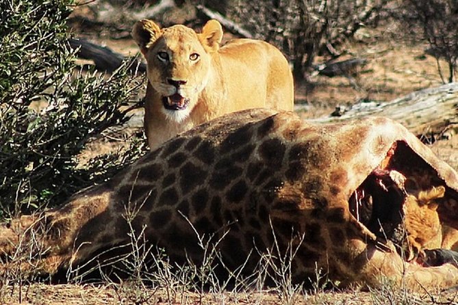 Kruger National Park Sunrise Half-Day Safari Tour - Experience Reviews