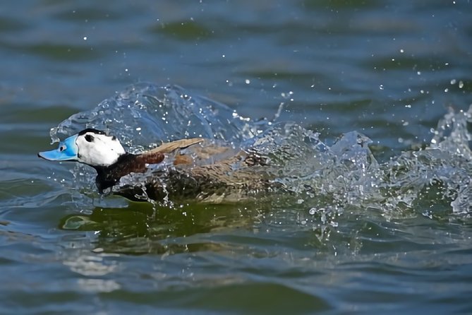 La Mancha Wetland Bird Watching - Best Bird Watching Locations