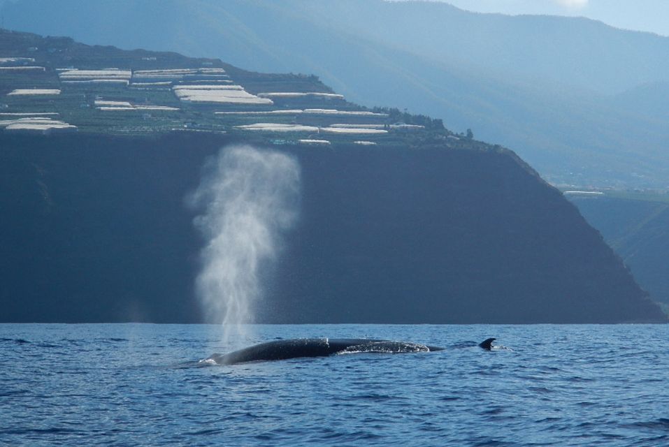 La Palma: 3-Hour Dolphin and Whale Watching Experience - Highlights
