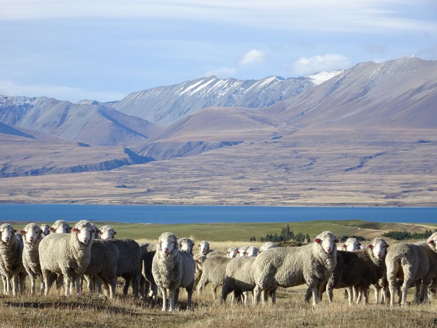 Lake Tekapo Scenic 4WD Cass Valley Wilderness Tour - Common questions