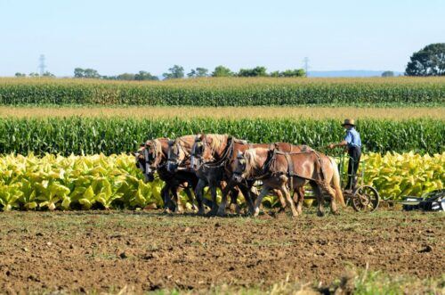 Lancaster County: Amish Farmlands, Museum Tour, Farm Visit - Common questions