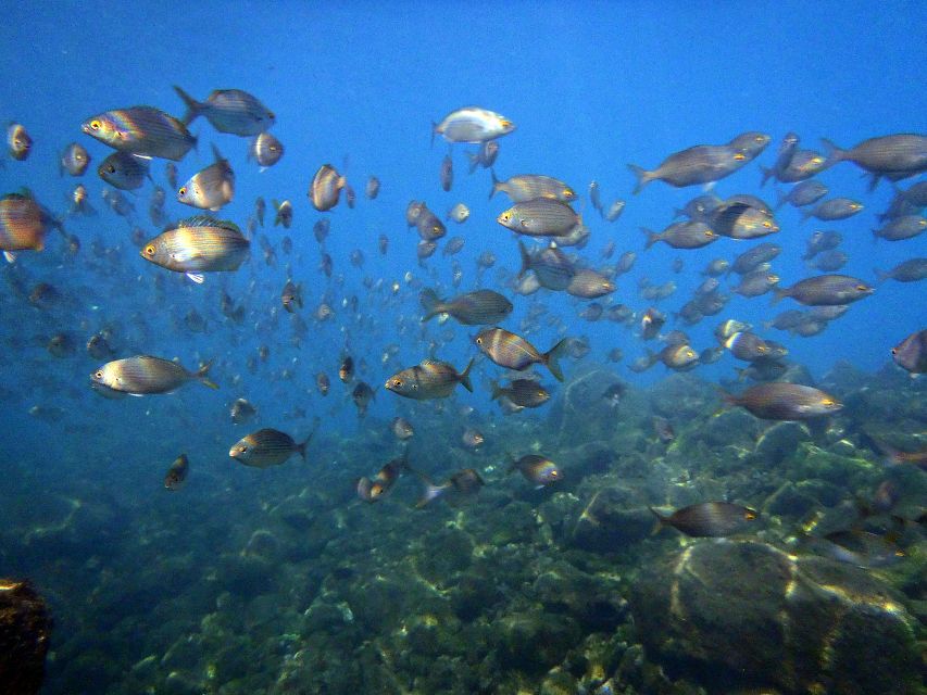 Lanzarote: 2-Dive Package in Playa Blanca - Certified Divers - Directions