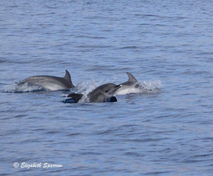 Lanzarote: Sea Safari Experience - Location and Product Details