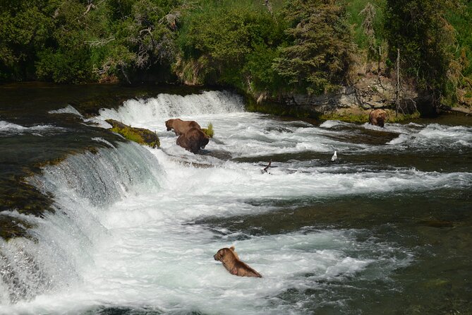 Late Summer Bear Viewing in Katmai National Park - Booking and Contact