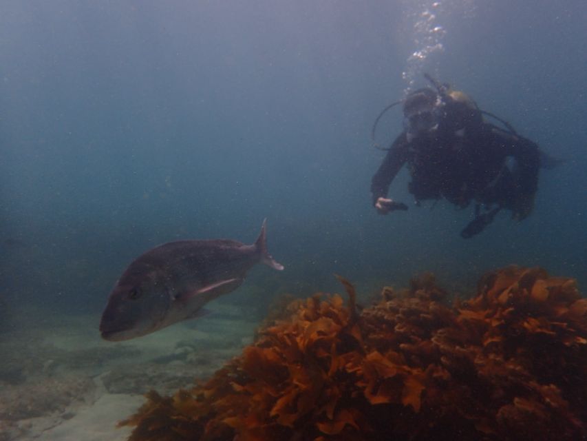 Leigh: Goat Island Guided Diving Tour for Certified Diver - Last Words