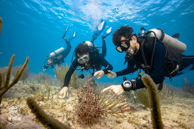 Local Dive in Playa Del Carmen - Pricing and Booking Details