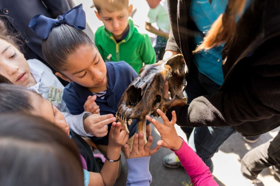 Los Angeles: La Brea Tar Pits Museum Ticket - Review Summary