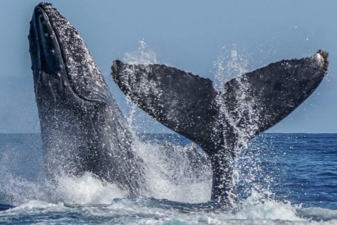 Los Cabos Private Yacht Whale Watching Tour, Snorkel and Drinks - Tour Highlights and Feedback