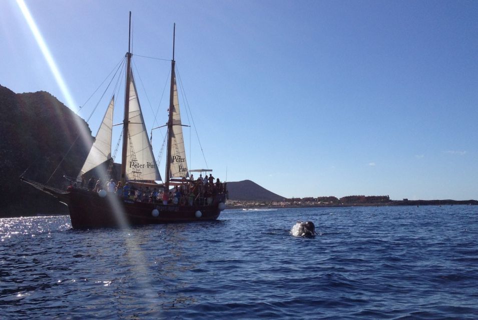Los Cristianos: Whale-Watching Sailboat Tour and Soft Drinks - Additional Information and Amenities