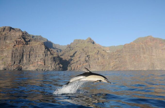 Los Gigantes: Dolphin and Whale Watching Tour With Drinks - Important Information