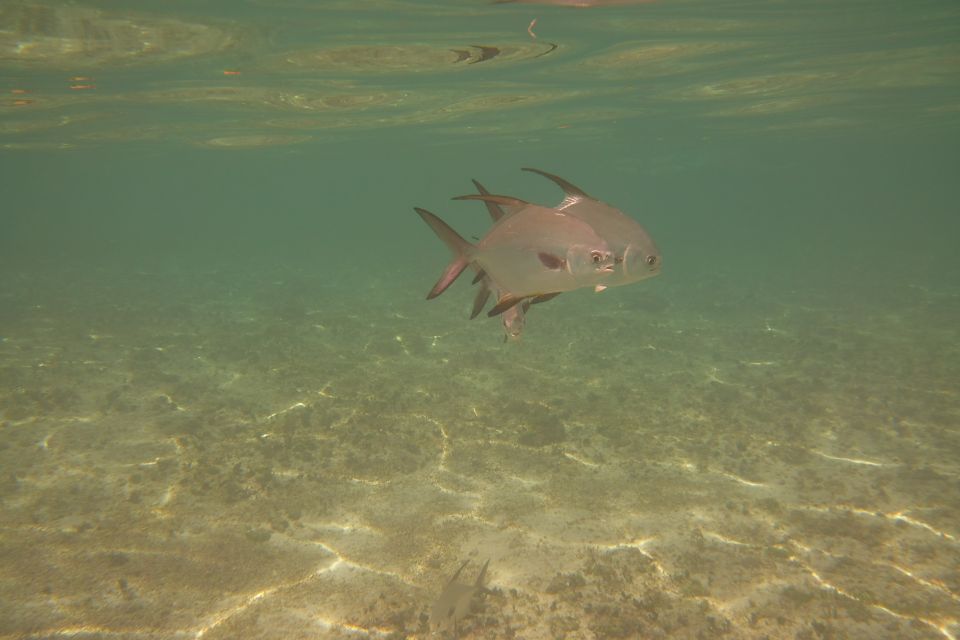 Lower Grand Lagoon: Panama City Beach Guided Snorkeling Tour - Testimonials and Target Audience