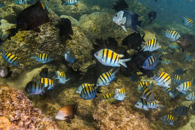 Magical Cenote and Paradise Lagoon Snorkeling Adventure - Lagoon Snorkeling Experience