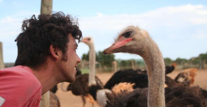 Mallorca: Artestruz - Ostrich Farm Ticket Entrance - Inclusions and Customer Reviews