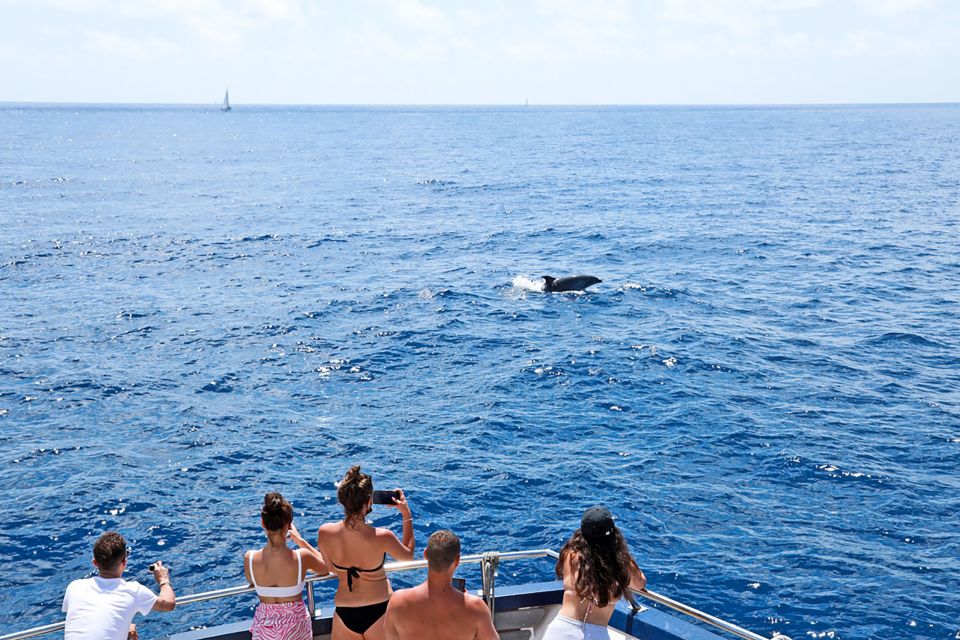 Mallorca: Dolphin Watching Cruise - Pricing Details