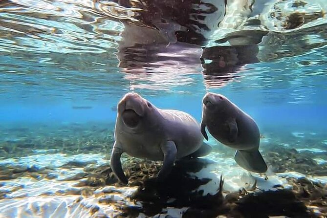 Manatee Kayak Encounter - Manatee Watching Experience