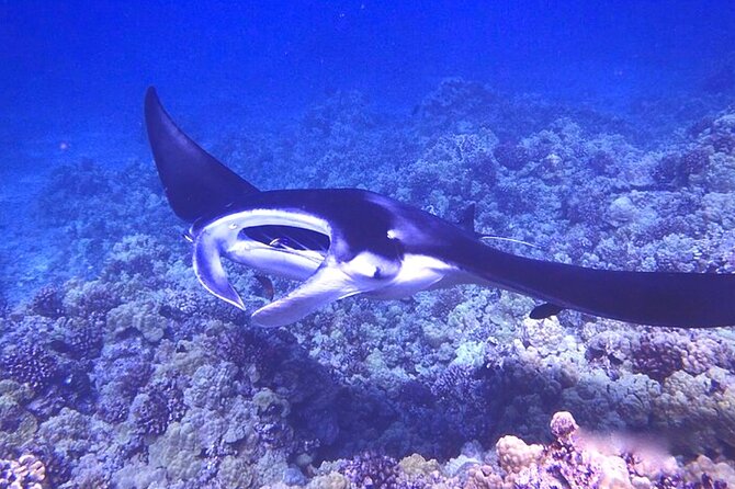 Manta Ray Night Snorkeling Adventure in Kailua-Kona - Questions and Contact Information