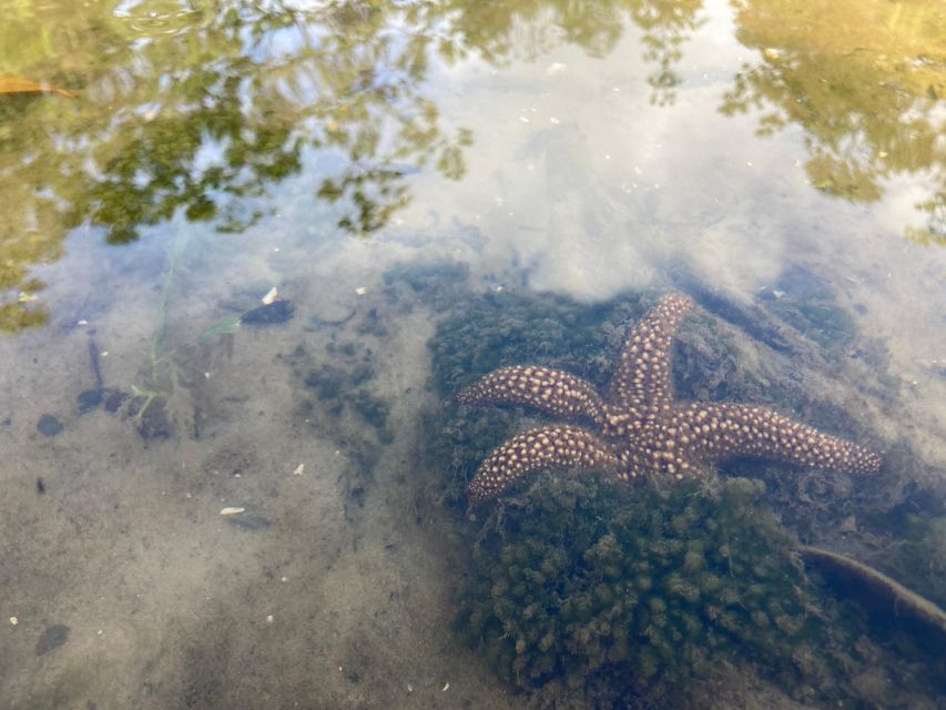 Marco Island: Mangrove Maze Kayak Tour (2hrs) - Location Details