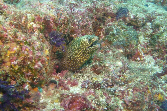 Marietas Islands National Park Excursion for Certified Divers - Participant Restrictions and Group Size