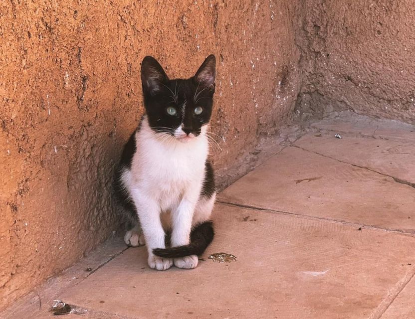 Marrakech: Half Day Walking Tour With a Local Guide - Common questions