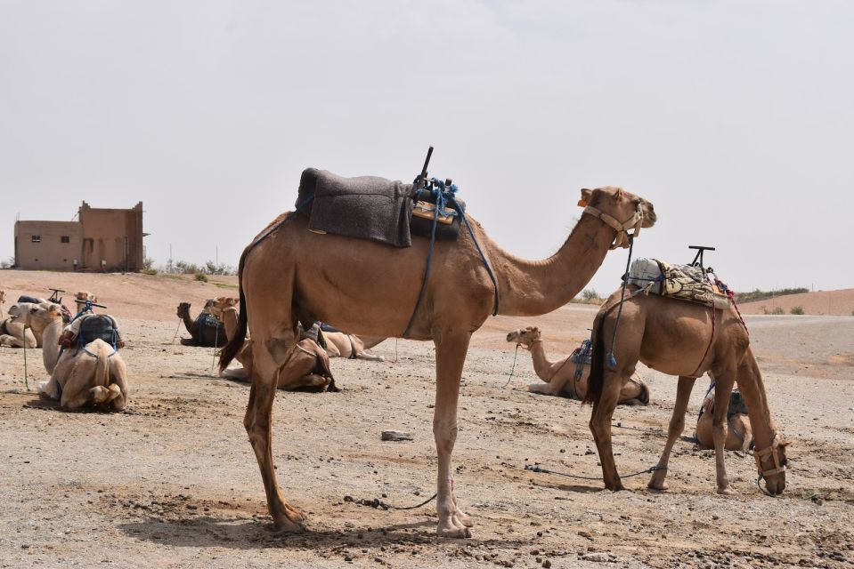 Marrakech: Sunset Camel Ride - Additional Information