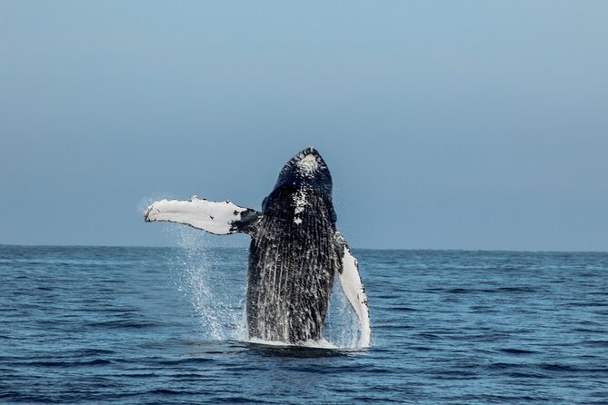 Mega Yacht Whale Watching Sunset Tour [All-Inclusive] - Host Responses and Appreciation