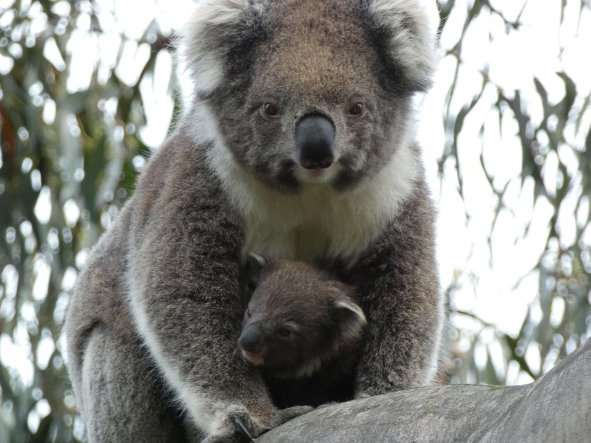 Melbourne: Great Ocean Road & Wildlife Tour for Backpackers - Inclusions