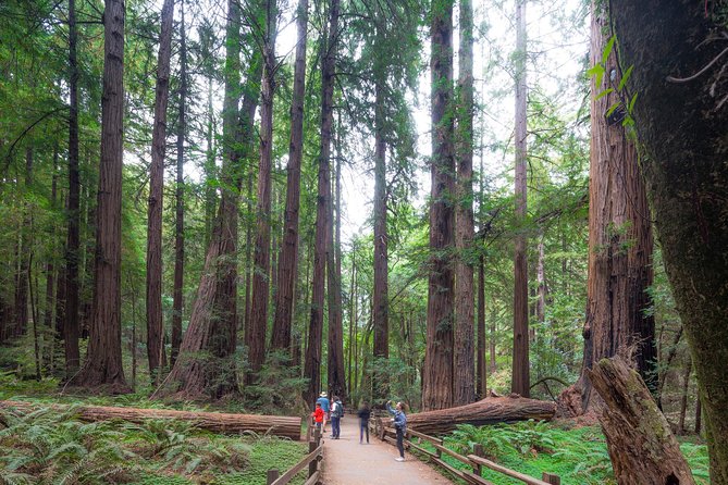Mix & Save: Muir Woods and Sausalito Escape From the Rock Cruise - Reviews and Feedback