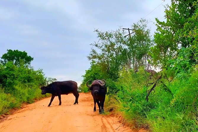 Moholoholo Wildlife Encounter & Sunset Safari - Traveler Resources Available