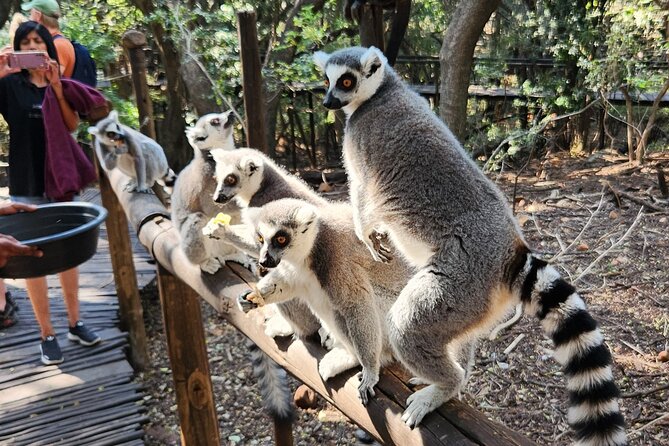 Monkey and Lemur Interaction Wooden Bridge Forest Walk - Booking Information and Pricing