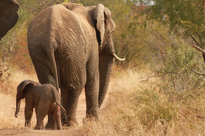 Morning Game Drive Safari Near Hoedspruit - Reviews, Pricing, and Booking Information