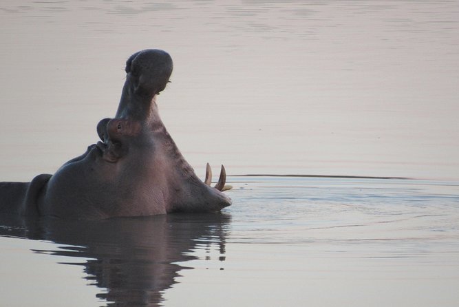 Morning Kruger National Park Safari - Tour Inclusions and Exclusions