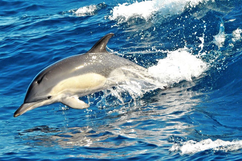 Morro Jable: Dolphin & Whale Watching Cruise, Drinks & Swim - Additional Information