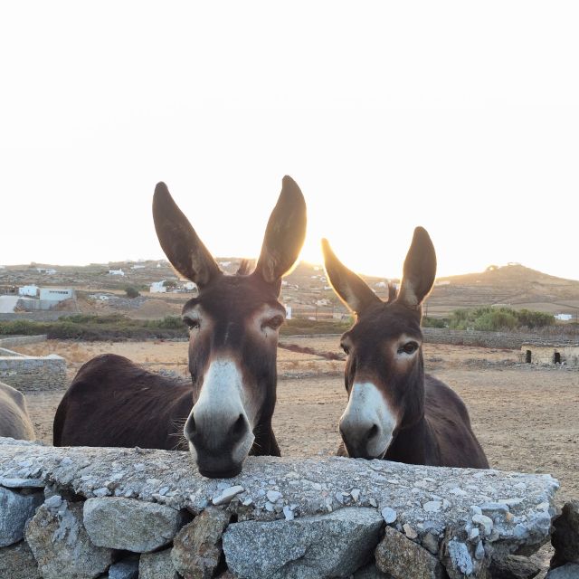 Mykonos: Full-Day Sightseeing Tour With Lunch - Experience Highlights