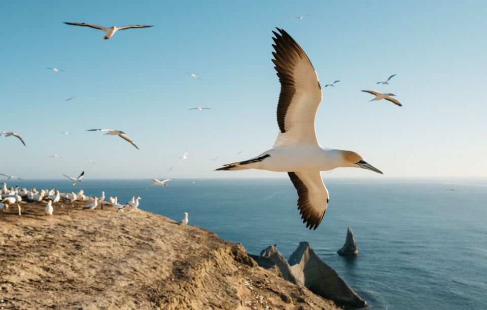 Napier: Cape Kidnappers Gannet, Nature & Sightseeing Tour - Last Words