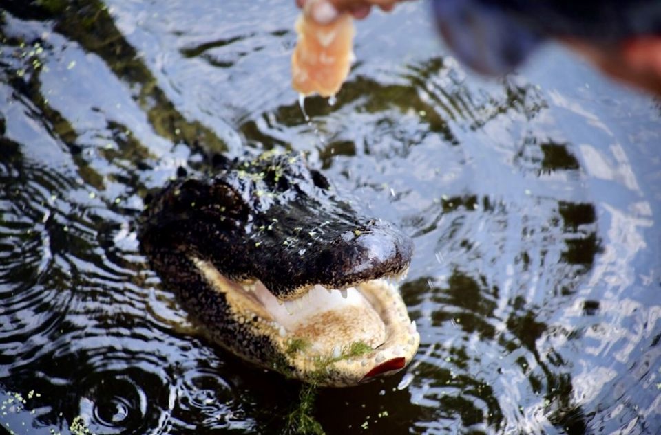 New Orleans: Swamp Tour on Covered Pontoon Boat - Wildlife Encounters