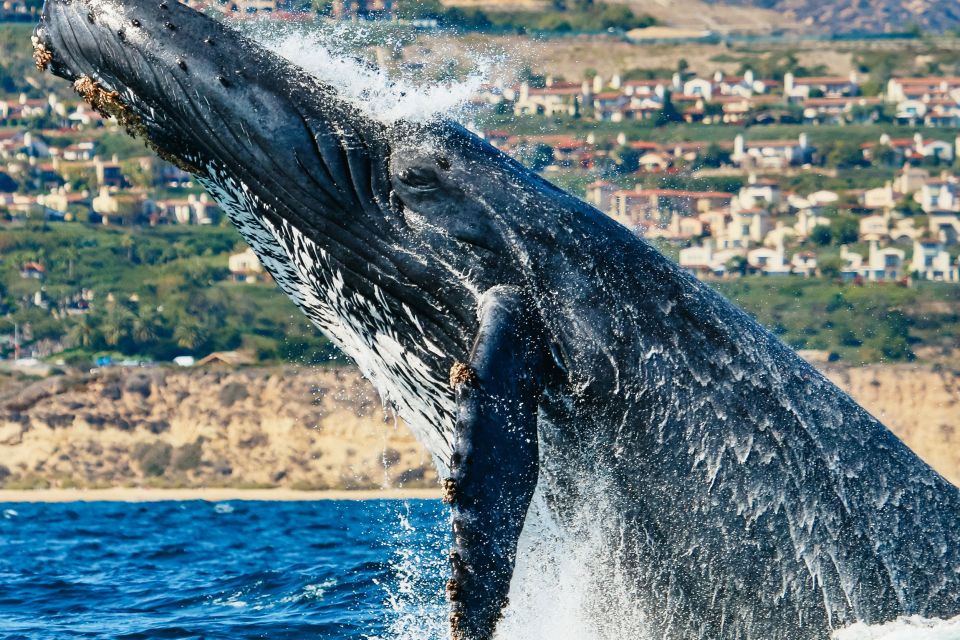 Newport Beach: 2-Hour Whale Watching Tour - Customer Reviews
