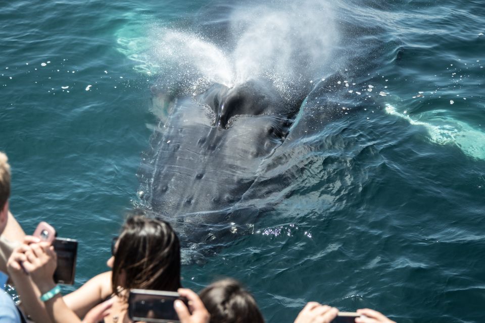 Newport Beach: Year-Round Whale Watching Cruise - Customer Reviews