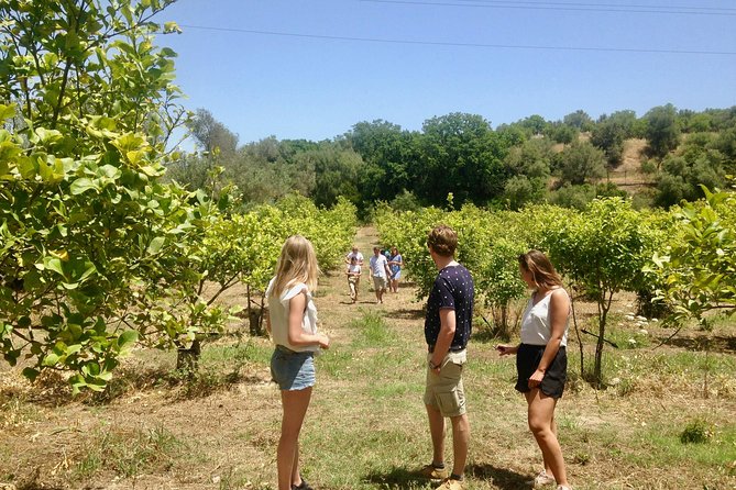 Noto Organic Farm Tour and Lunch or Dinner  - Sicily - Weather Considerations
