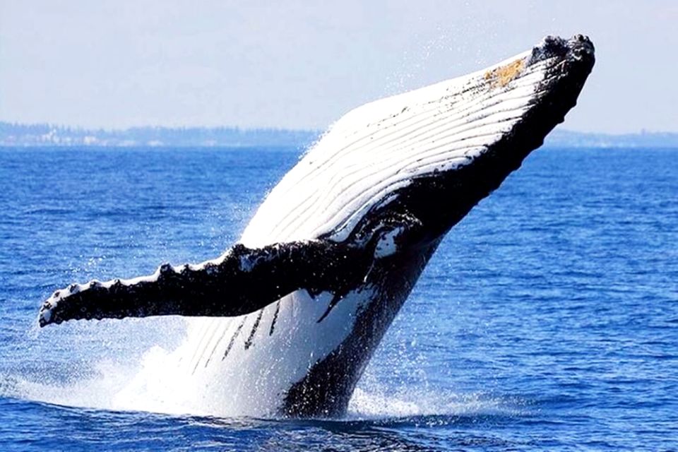 Oahu: Honolulu Whale Watching Cruise - Pricing and Cancellation Policy