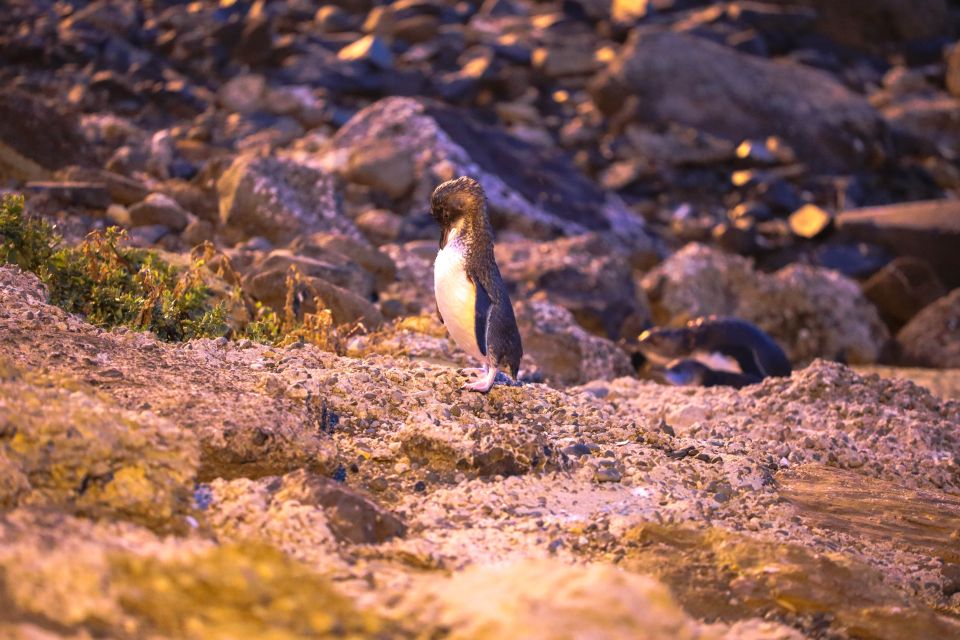 Oamaru: Blue Penguin Colony Evening Viewing Ticket - Last Words
