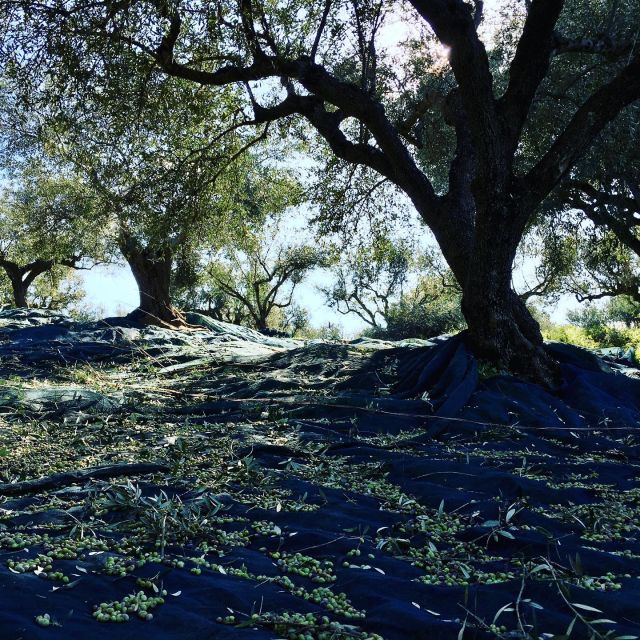 Olive Grove Tour & Olive Oil Tasting and Lunch in Messinia - Tour Itinerary Breakdown