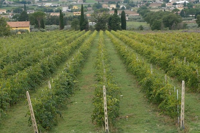 Organic Winery Tour With Full Lunch From Assisi - Hosts Hospitality and Expertise